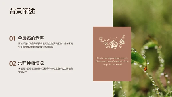 棕色简约风校园汇报植物品种研究和进展毕业答辩