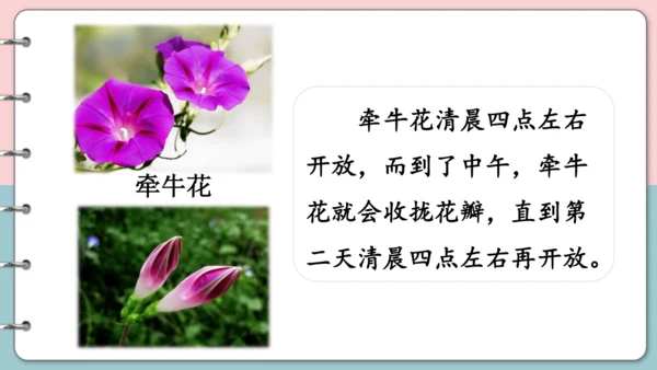 第16课《金色的草地》（第二课时）课件