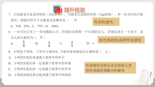 复习专题六生物的遗传与变异（串讲课件）-八年级生物上学期期末考点大串讲（人教版）(共23张PPT)