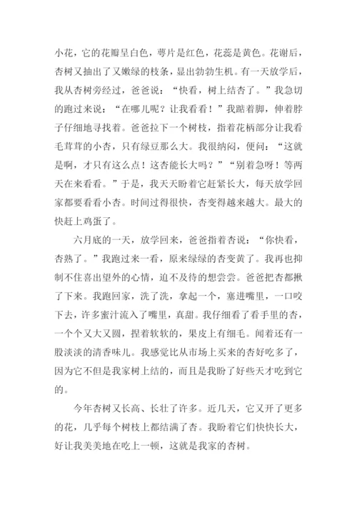 我家的杏树作文500字.docx