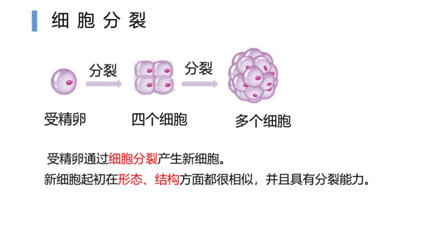 2.2.2 动物体的结构层次-2023-2024学年七年级生物上学期备课课件（人教版）(共26张PP