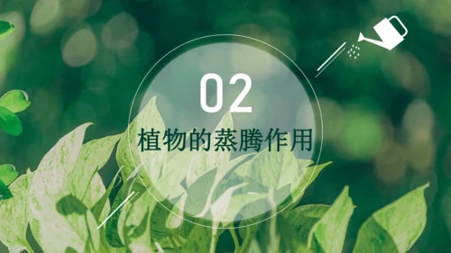 3.3  绿色植物与生物圈的水循环 课件-2023-2024学年人教版生物七年级上册(共23张PPT