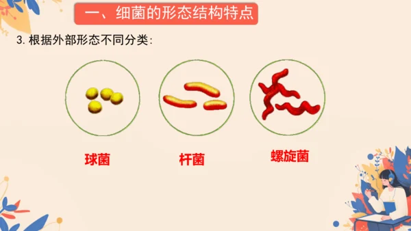 2.3.2细菌课件2024-2025学年人教版生物七年级上册(共18张PPT)