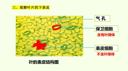 3.2.1水的利用与散失-七年级生物下学期同步精品课件（2024人教版）(共32张PPT)