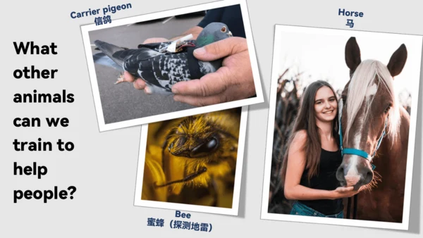 Unit2 Section B 2a-2e 课件 新目标八下Unit 2 I'll help to 
