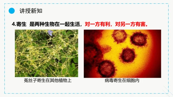 1.2.1生物与环境的关系课件2023--2024学年人教版生物七年级上册(共30张PPT)
