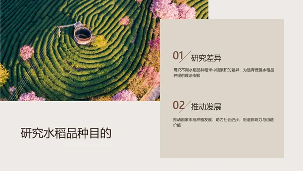 棕色简约风校园汇报植物品种研究和进展毕业答辩