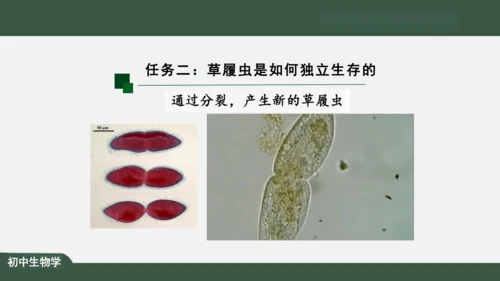 2.2.4 单细胞生物 课件（共24张PPT）