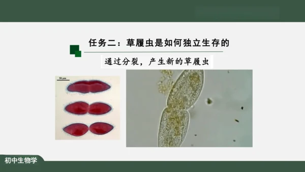 2.2.4 单细胞生物 课件（共24张PPT）