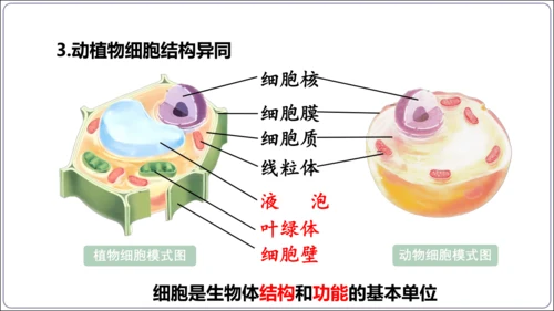 1.1&1.2 认识生物和细胞（复习课件）【2024人教新版七上生物高效完全备课】(共44张PPT)