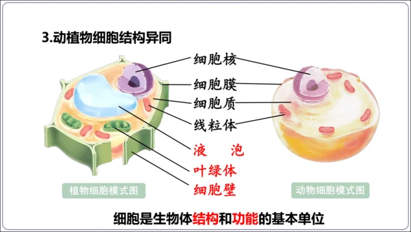 1.1&1.2 认识生物和细胞（复习课件）【2024人教新版七上生物高效完全备课】(共44张PPT)