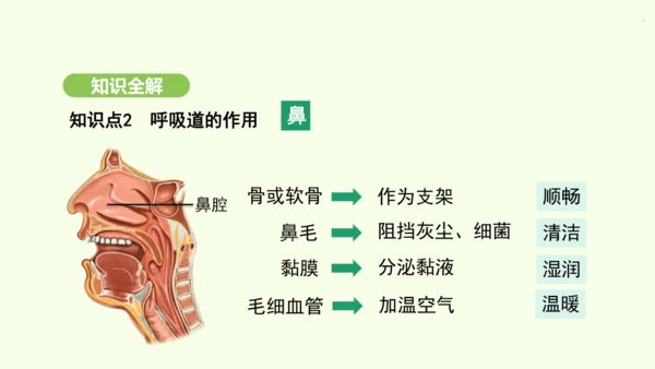 第四单元-第三章-第一节-呼吸道对空气的处理课件-2024-2025学年七年级生物下学期人教版(20