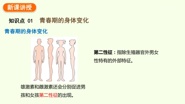 4.1.2 青春期-七年级生物下学期同步精品课件（2024人教版）(共27张PPT)
