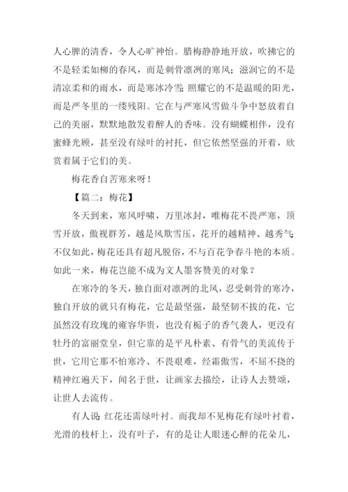 梅花的作文550字.docx