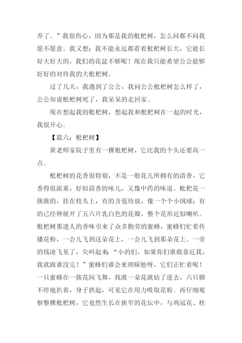 枇杷树作文600字.docx