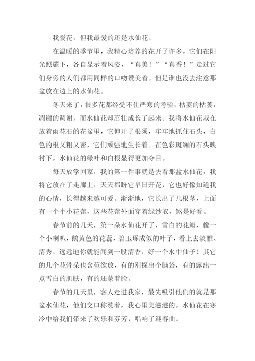 我爱你水仙花作文.docx