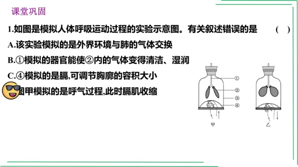 七年级下册 第三章 人体的呼吸【2023春人教七下生物期中期末复习课件】(共28张PPT)
