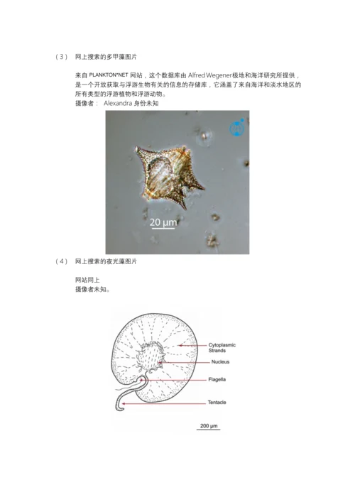 海浮游第三次实验—阳敏.docx