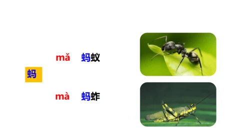 第4课《昆虫备忘录》（教学课件）