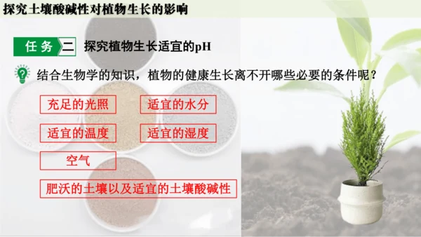 跨学科实践活动9  探究土壤酸碱性对植物生长的影响课件(共33张PPT)