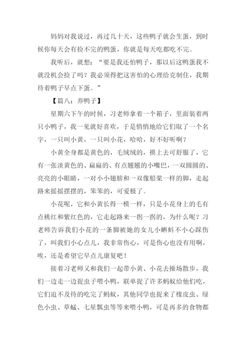 养鸭子作文0.docx