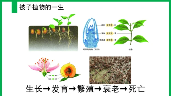 3.2.1 种子的萌发 2023-2024学年七年级生物上册精品教学课件（人教版）(共19张PPT)