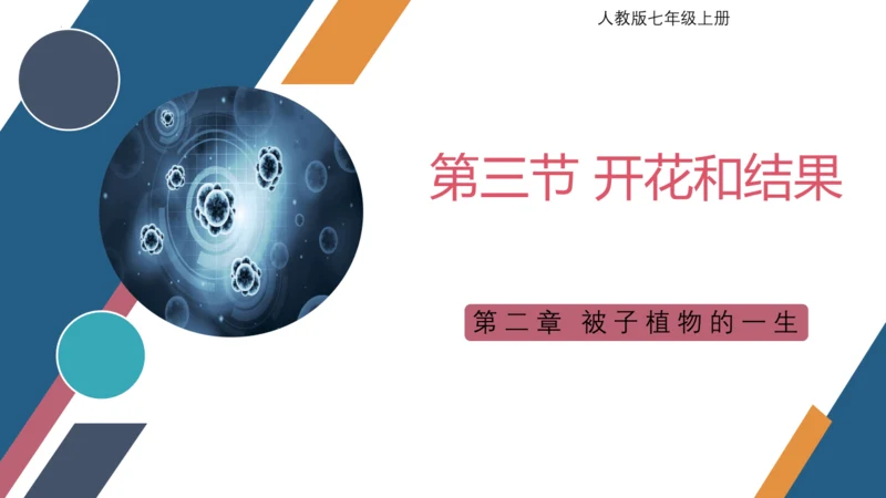 3.2.3  开花和结果  课件-2023-2024学年人教版生物七年级上册(共27张PPT)