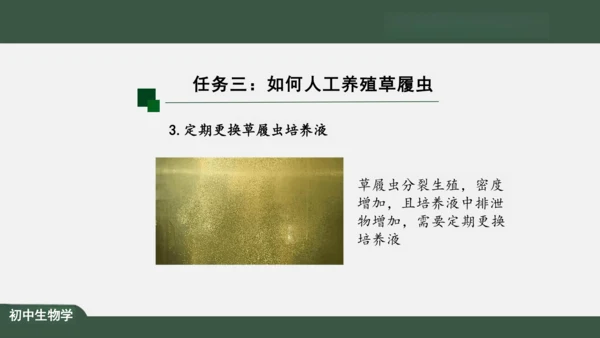 2.2.4 单细胞生物 课件（共24张PPT）