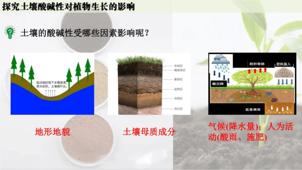 跨学科实践活动9  探究土壤酸碱性对植物生长的影响课件(共33张PPT)