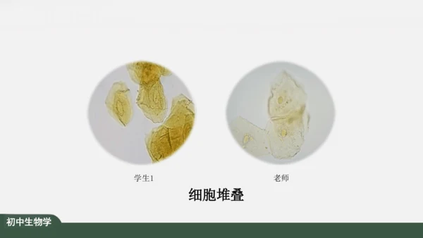 2.1.3 动物细胞 课件（共32张PPT）
