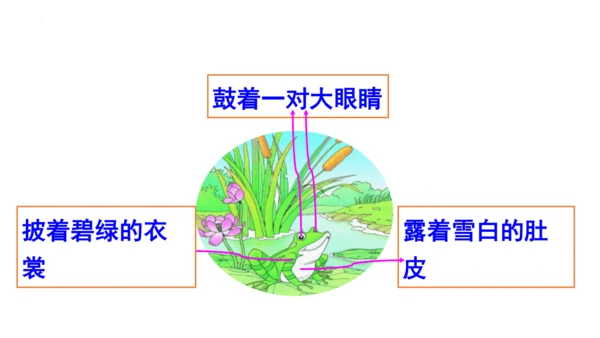 1《小蝌蚪找妈妈 》课件