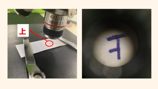 2.1.1练习使用显微镜课件2023--2024学年人教版生物七年级上册(共32张PPT)