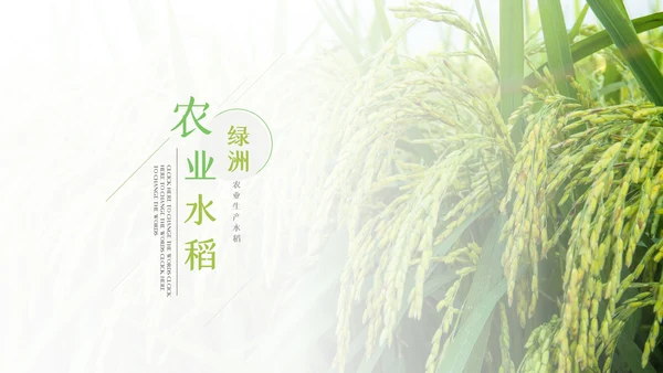 绿色农业生产春耕三农乡村振兴稻田水稻PPT