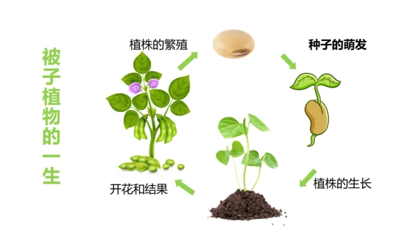 第三单元 生物圈中的绿色植物（单元解读课件）-七年级生物上册同步备课系列（人教版）