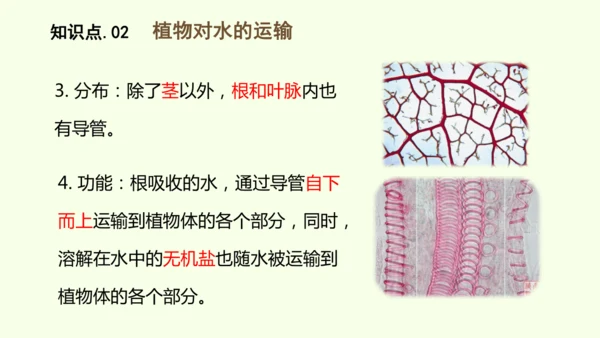 3.2.1水的利用与散失-七年级生物下学期同步精品课件（2024人教版）(共32张PPT)