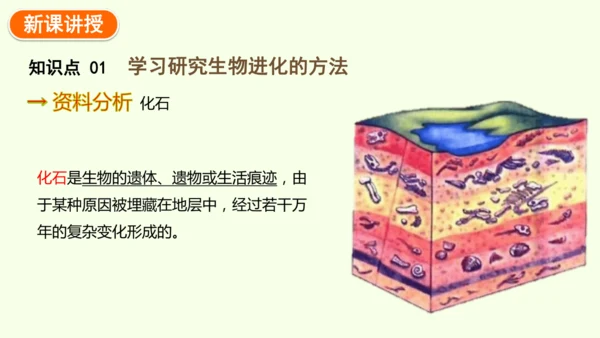 7.3.2生物进化的历程-八年级生物人教版下学期同步精品课件(共34张PPT)