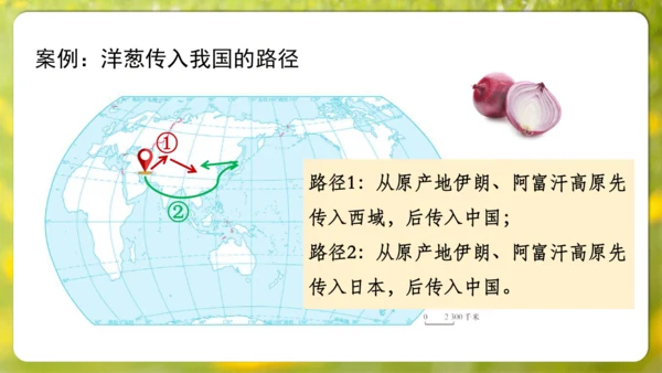 【人教新版】七上 第六章 跨学科主题学习 《探索外来食物传播史》（教学课件24张）