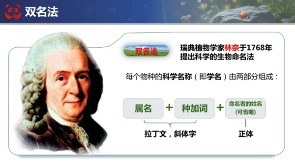 人教版（2024）七年级上册生物七年级上册期末总复习课件(共31张PPT)