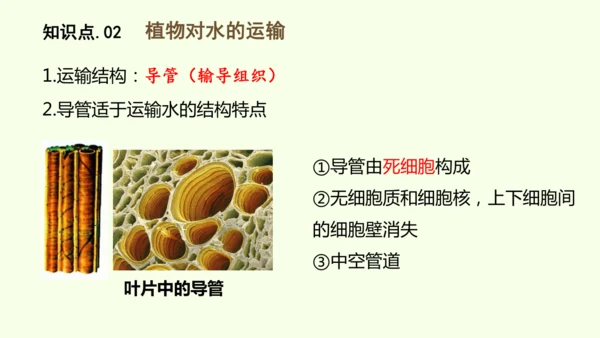 3.2.1水的利用与散失-七年级生物下学期同步精品课件（2024人教版）(共32张PPT)
