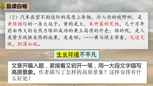 15 白杨礼赞 课件