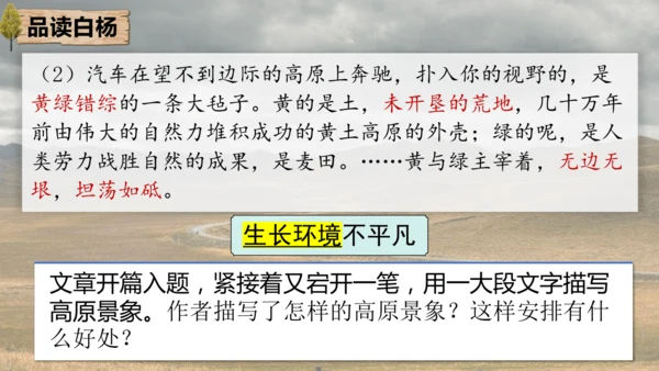 15 白杨礼赞 课件