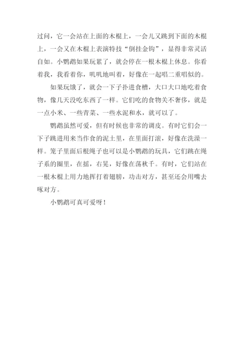 可爱的鹦鹉作文800字.docx