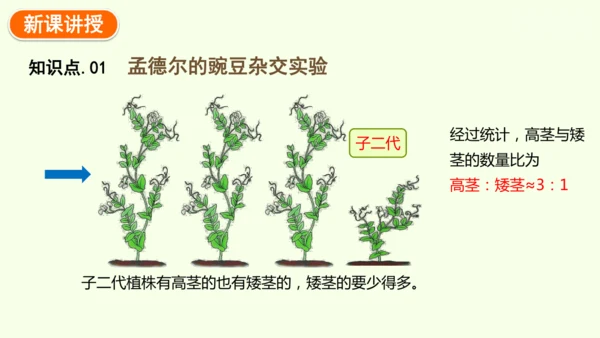 7.2.3基因的显性和隐性-八年级生物人教版下学期同步精品课件(共36张PPT)