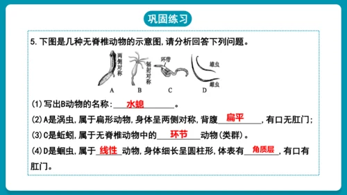 第一章动物的主要类群（复习课件）-八年级生物上册同步教学精制课件（人教版）(共25张PPT)