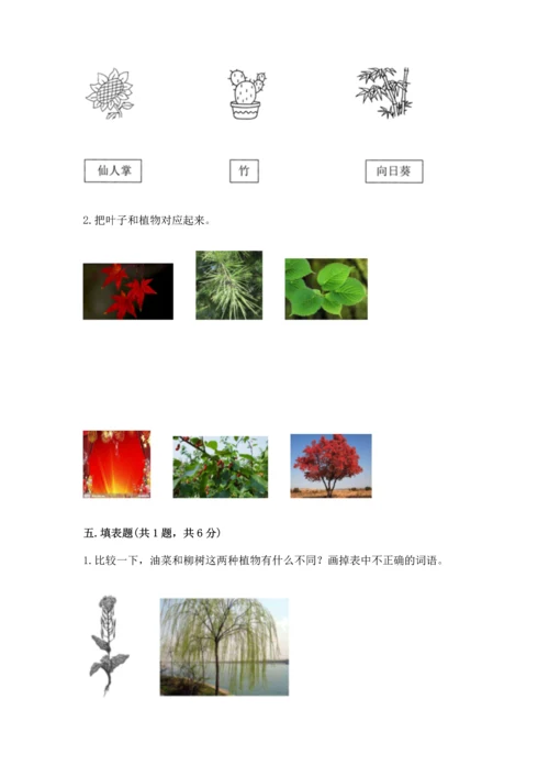 教科版科学一年级上册第一单元《植物》测试卷（实验班）.docx