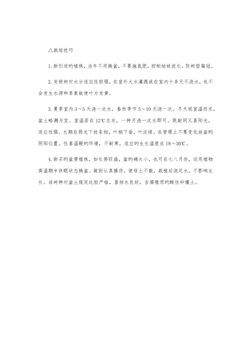 办公室绿植养殖方法及注意关键事项.docx