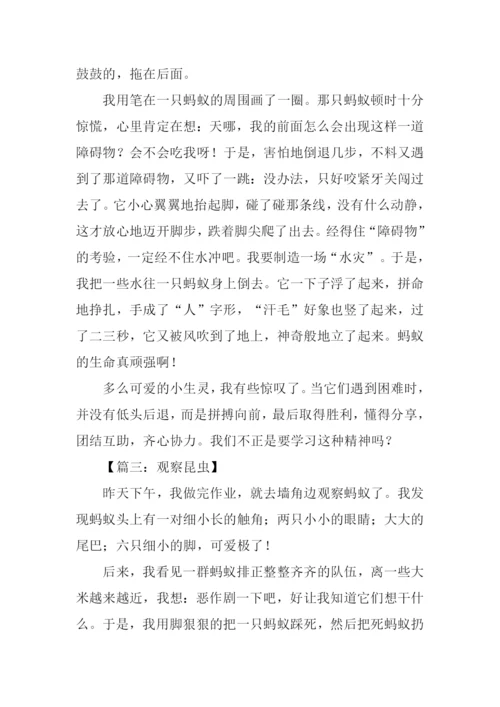 观察小昆虫的作文.docx