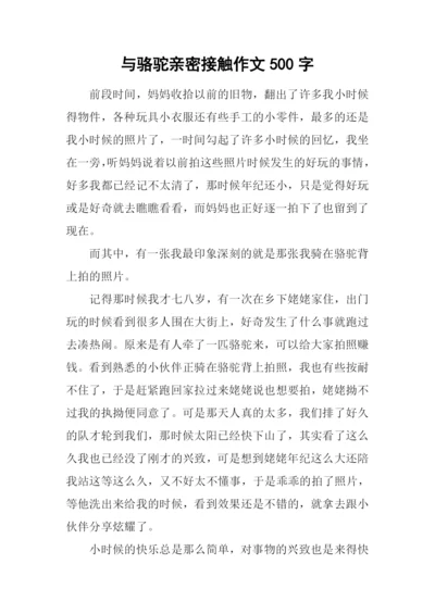 与骆驼亲密接触作文500字.docx