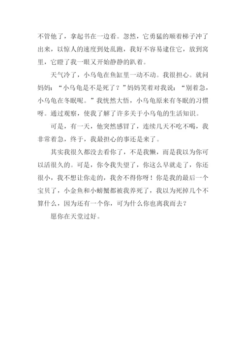 我和我的小乌龟作文800字.docx