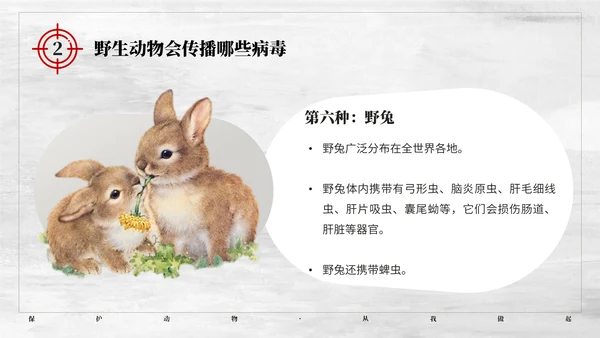 保护野生动植物大象PT模板